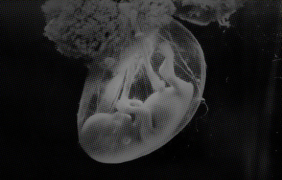 Baby in the womb enjoying the sanctity of life